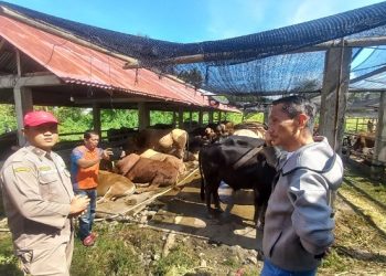 Bupati Gorontalo Lepas Secara Simbolis 600 Hewan Ternak Sapi Yang Siap Kirim Ke Luar Daerah