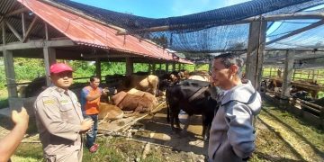 Bupati Gorontalo Lepas Secara Simbolis 600 Hewan Ternak Sapi Yang Siap Kirim Ke Luar Daerah