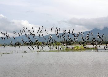 Inspirasi FPDL: Mari Mengenal Danau Limboto