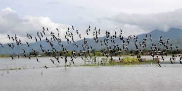 Inspirasi FPDL: Mari Mengenal Danau Limboto