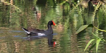 FPDL: Pesona Mandar Batu di Danau Limboto