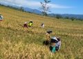 Distan Kabgor Ungkap Panen Padi Hingga September 2025 Tersedia Lima Ribu Hektar