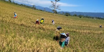 Distan Kabgor  Ungkap Panen Padi Hingga September 2025 Tersedia Lima Ribu Hektar